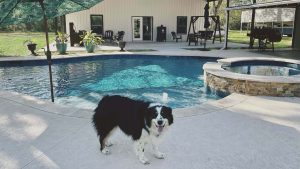 Dogs Love Pools Too